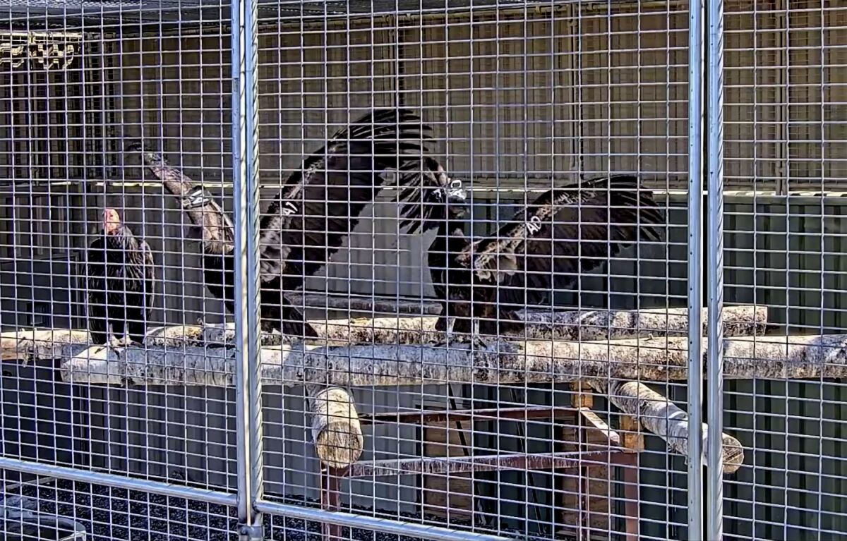 This image from a live web cam provided by Yurok Tribal Government shows California condors waiting for release in a designated staging enclosure, which is attached to the flight pen on Tuesday, May 3, 2022. The endangered California condor has returned to the skies over the state's far northern coast redwood forests for the first time in more than a century. Two captive-bred birds were released Tuesday in Redwood National Park, an hour’s drive south of the Oregon state line. (Yurok Tribal Government via AP)