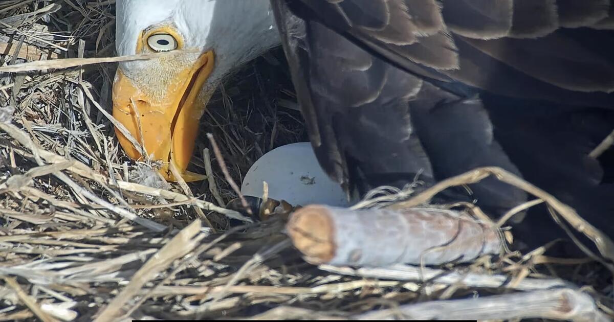 Belle nana ! L’un des poussins de Jackie et Shadow commence à sortir de sa coquille