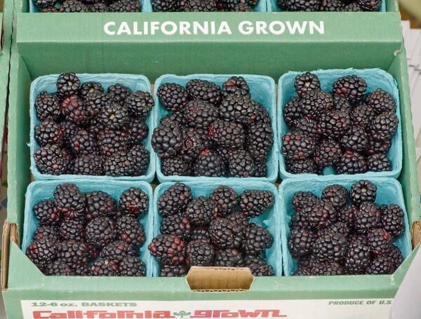 Grown by Pudwill Farms in Nipomo, these Prime-Jim blackberries are relatively new. Called primocane, they flower and fruit on new canes, bearing fruit in their first year, rather than their second year, as blackberry plants normally do. As a result, they allow farmers to raise two crops a year, manipulate harvest schedules, and grow the berries in seasons (such as midwinter, in areas with mild climates) and climates previously thought inhospitable. Here, they are shown at the Santa Monica Saturday Organic farmers market. What follows is a look at other market produce, and vendors: