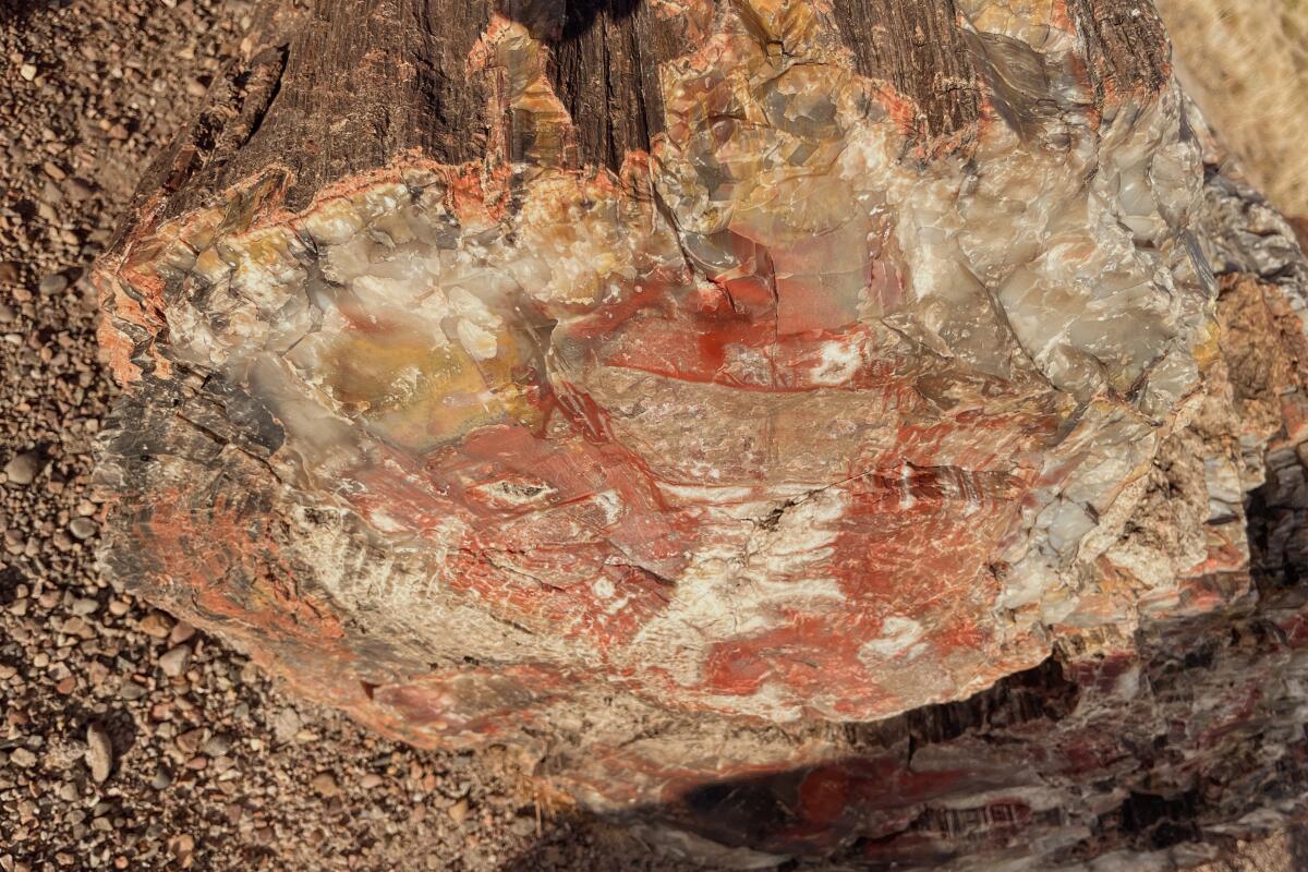 Petrified wood along the Crystal Forest Trail at Petrified Forest National Park.