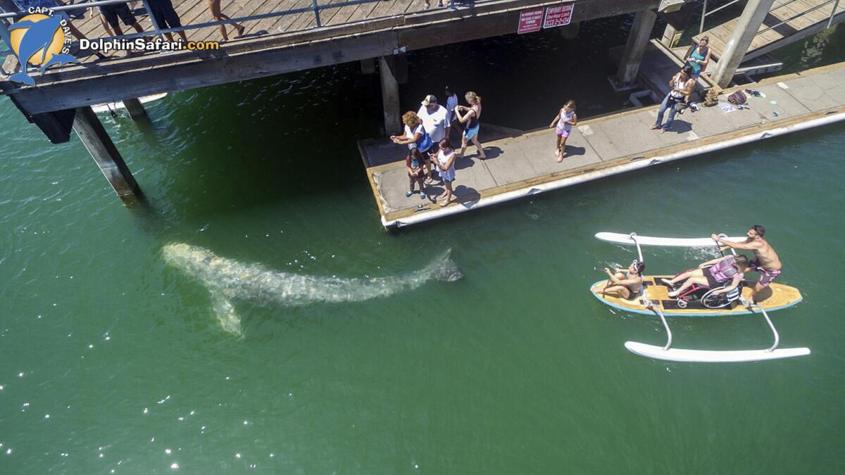 A baby gray whale in Dana Point Harbor, seen Tuesday during Captain Dave's Dolphin and Whale Watching Safari in Dana Point. The whale, about 15 to 17 feet long, swam into a shallow children's area called Baby Beach and circled a pier.