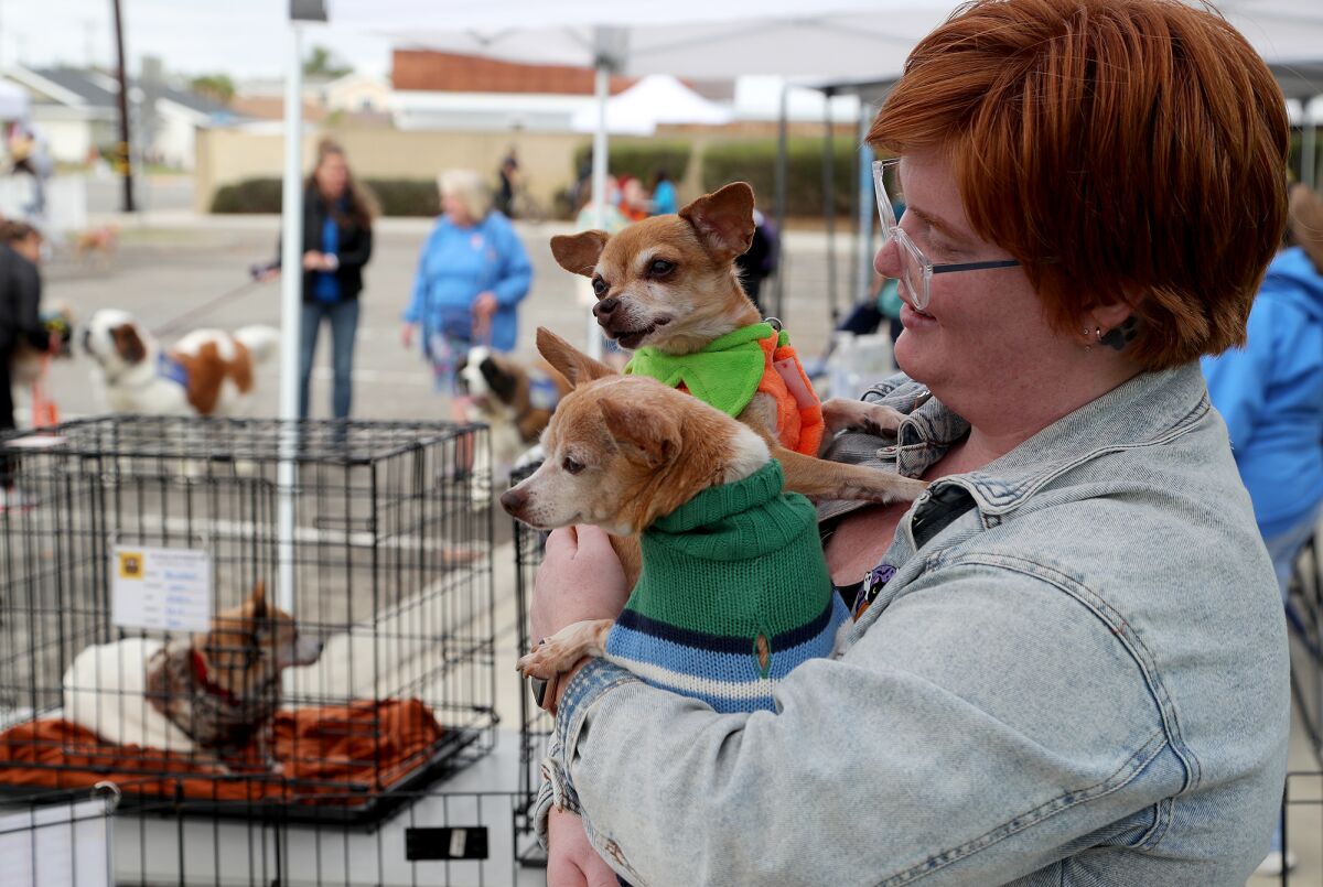 Barktoberfest offer a howlinggood time for animal lovers, pets at - Los  Angeles Times
