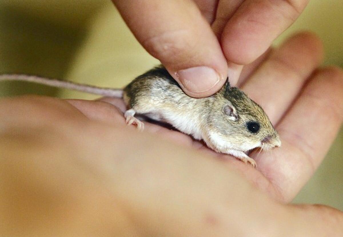 The Marine Corps and U.S. Fish and Wildlife Service have joined forces with the San Diego Zoo Institute for Conservation Research to establish a captive breeding program with 22 pocket mice captured at Dana Point and Camp Pendleton.