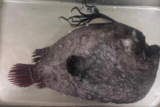 California State Parks personnel discovered a 14-inch Pacific Football Fish on Oct. 13. at Crystal Cove State Park.