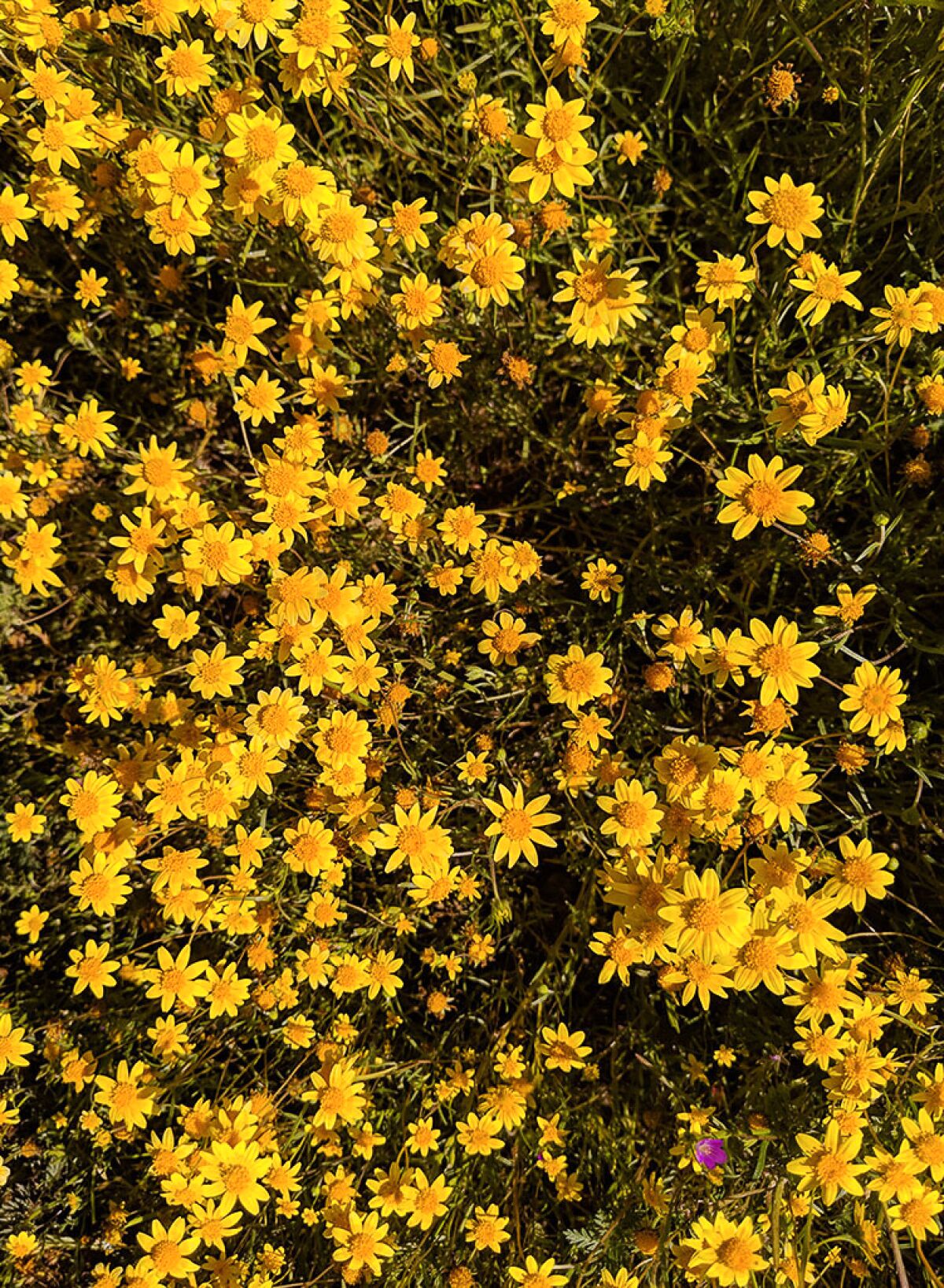 many yellow flowers 