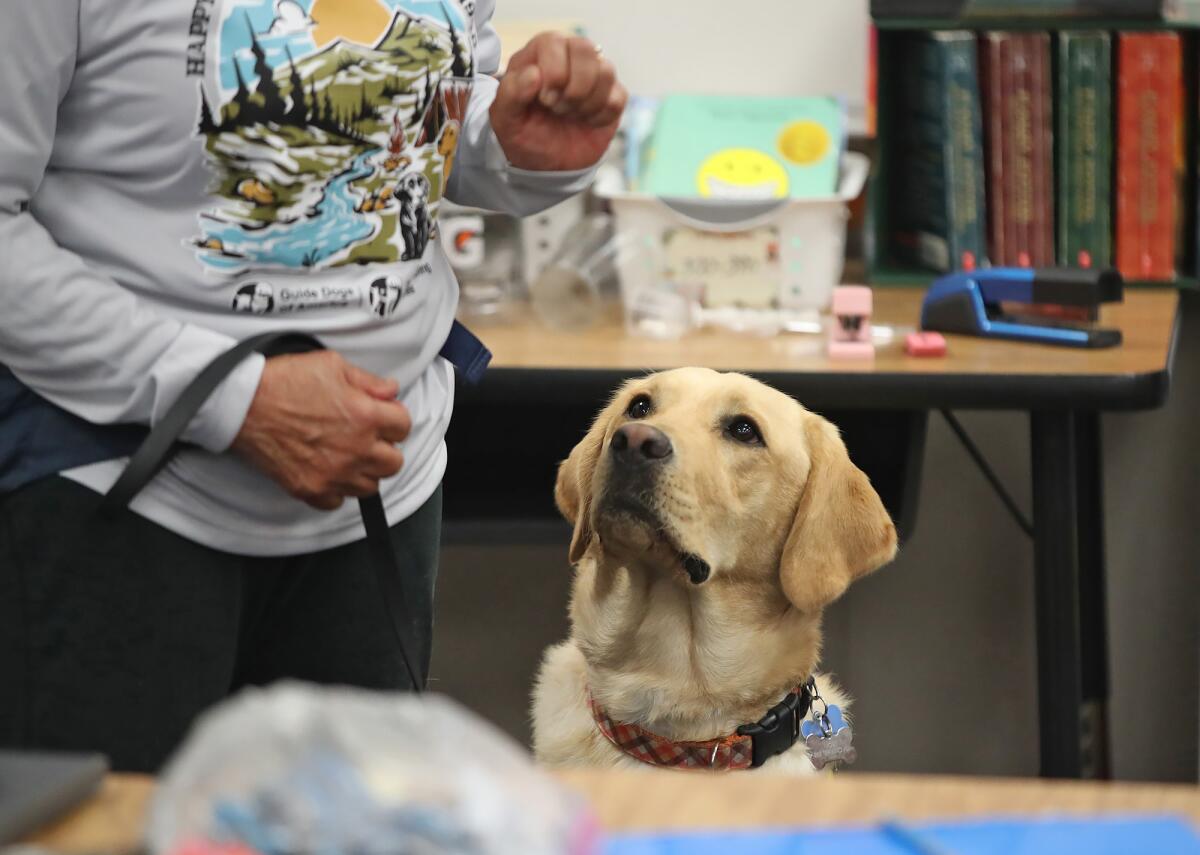 Guide dog trainer Joyce Phelps introduces Moby as part of Service Dog Day at Hope View Elementary School on Wednesday.