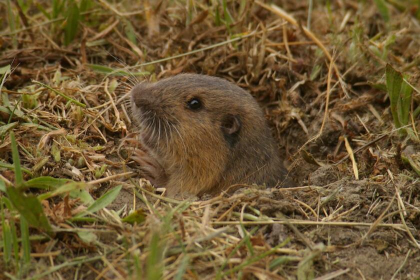 Pocket gophers blend in well with their surroundings.