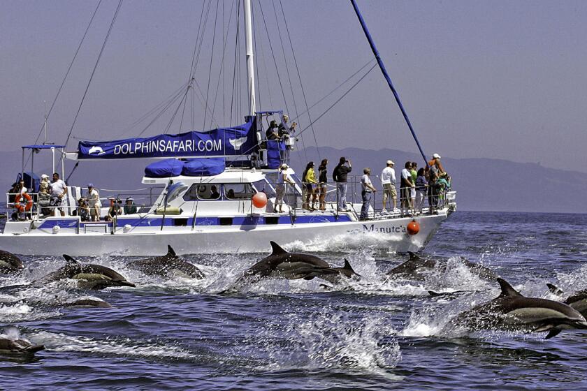 A group of dolphins swim alongside the Manute'a catamaran during a dolphin and whale watching expedition near Dana Point.