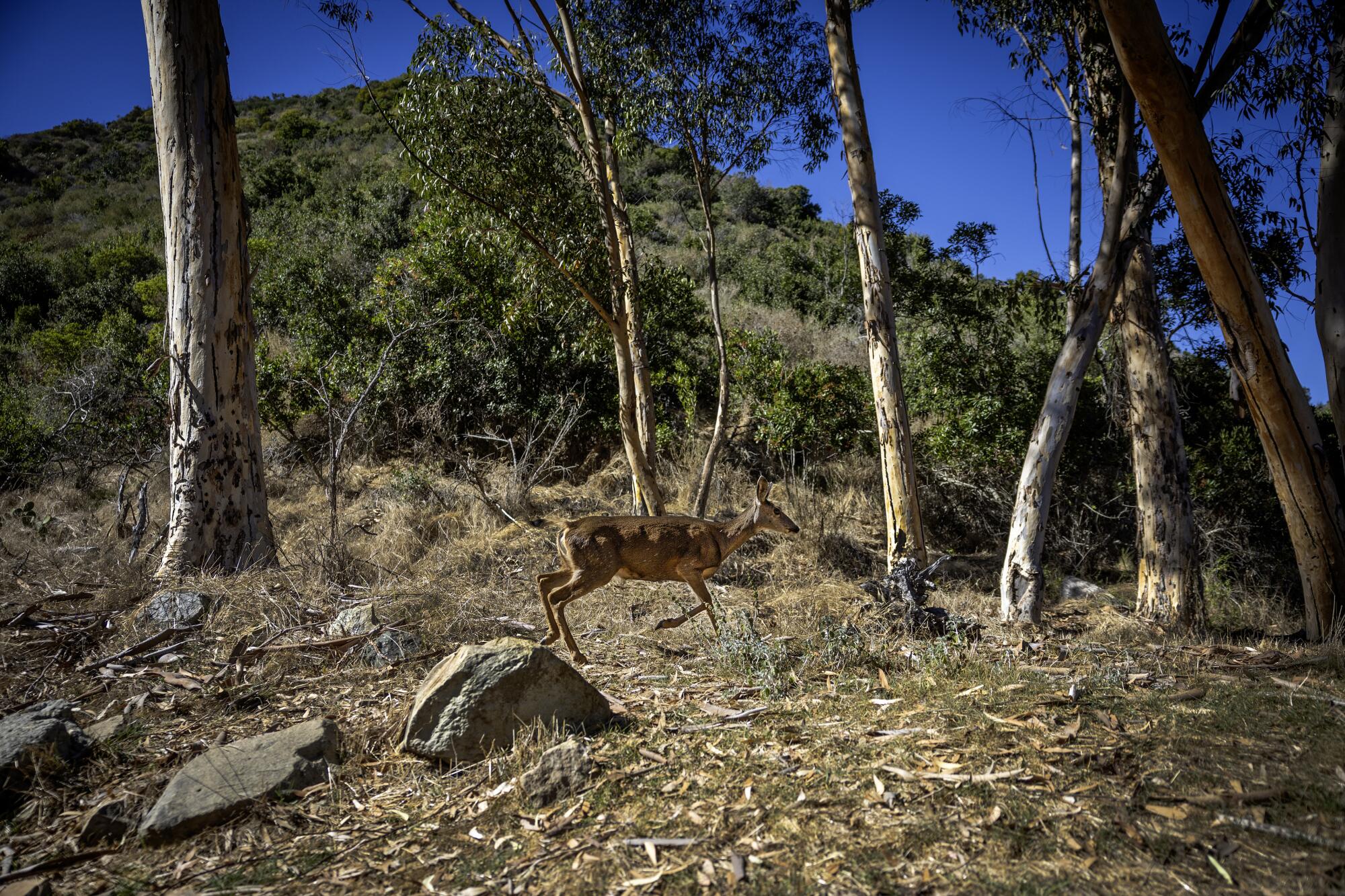 A mule deer walks on a hillside.