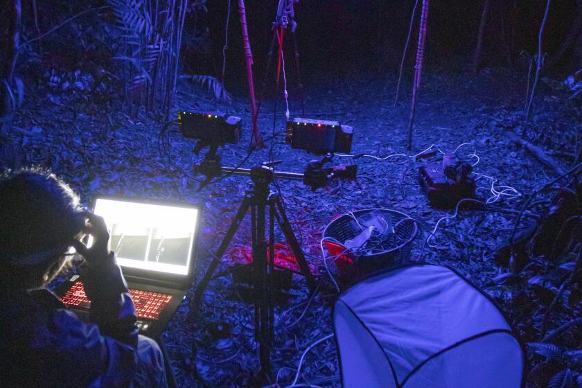 Esta foto de 2022, proporcionada por Samuel Timothy Fabian, muestra los experimentos sobre el efecto de las luces artificiales en los insectos voladores silvestres en el sitio de campo de Monteverde, Costa Rica. (Samuel Timothy Fabian vía AP)