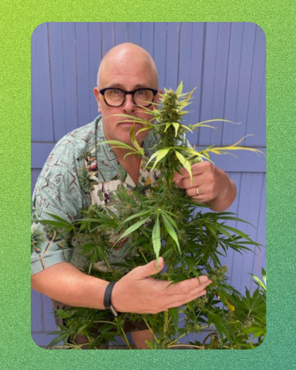  A man standing with his arms around a cannabis plant.