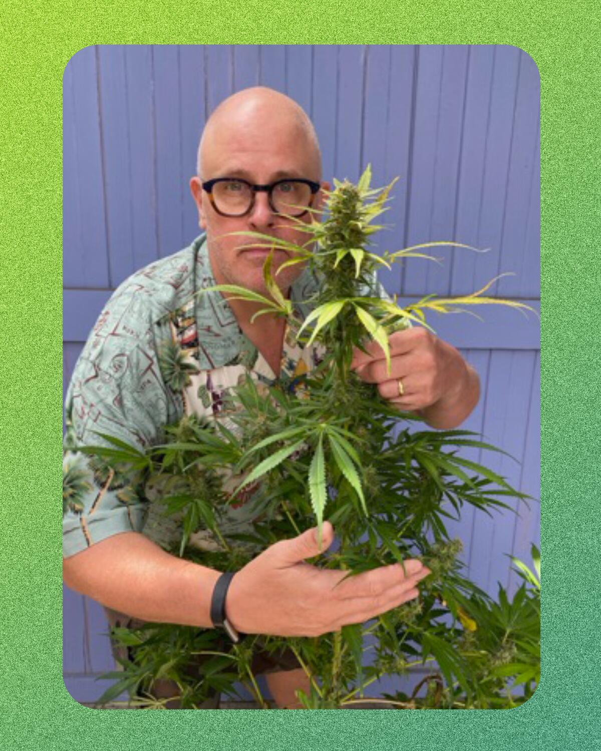 A man standing with his arms around a cannabis plant.