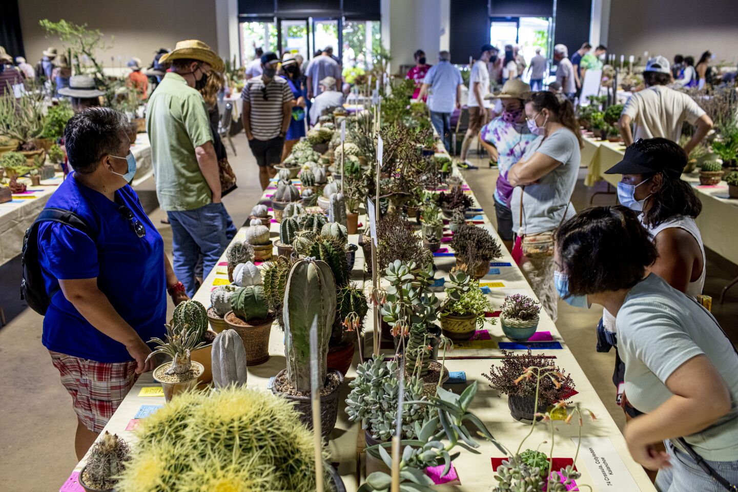 Visitors stoop and peer at the small sea of succulents —just one aisle's worth!—at the 35th Inter-City Cactus and Succulent Show and Sale.