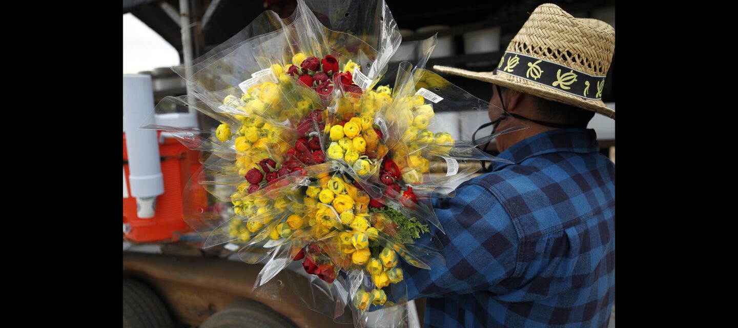 Alberto Valencia brings ranunculus flowers that he picked to a truck.