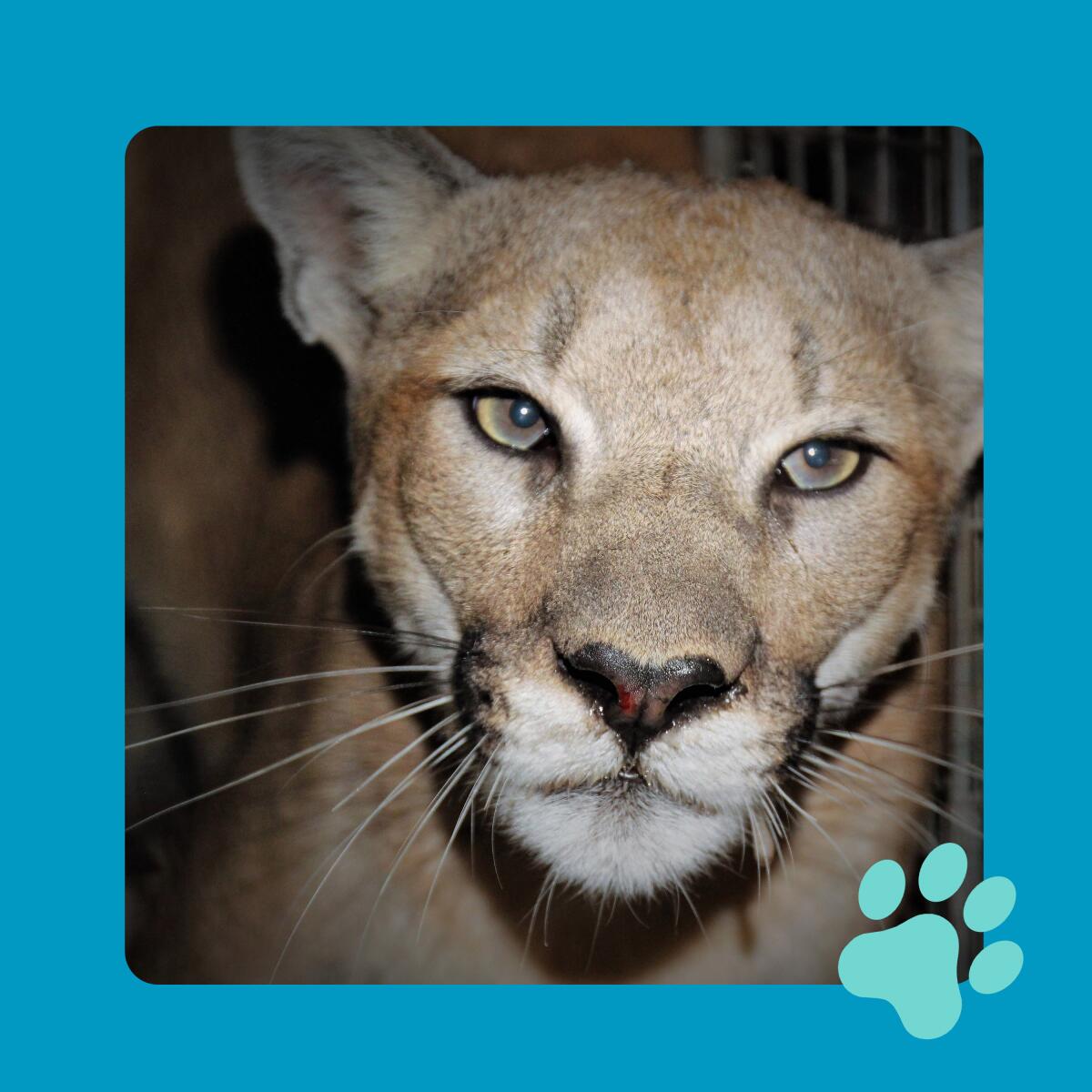 Photo of P-99, a female mountain lion.