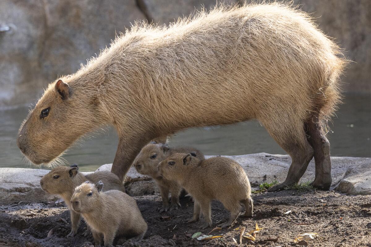 Mom and her four pups at the San Diego Zoo.