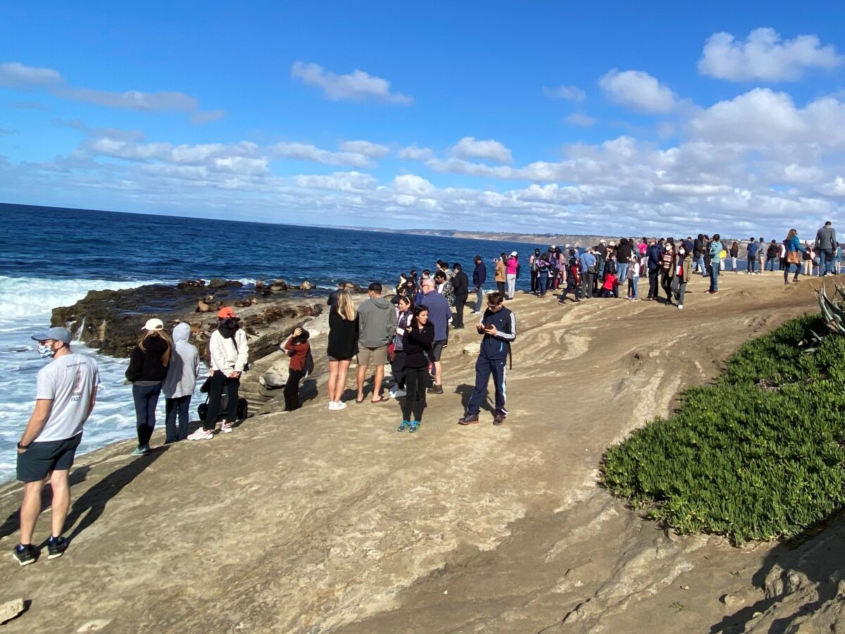 People gather at Point La Jolla in December with sea lions nearby.