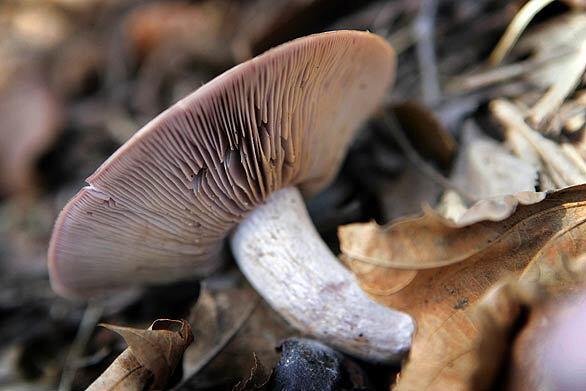 Blewit mushroom