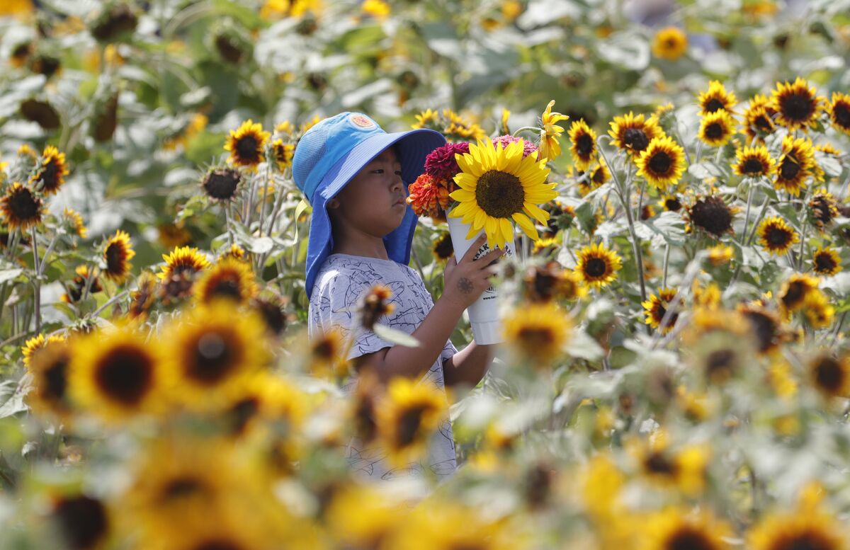 A child holds a bundle of flowers at the Sakioka family fields in Costa Mesa in July.