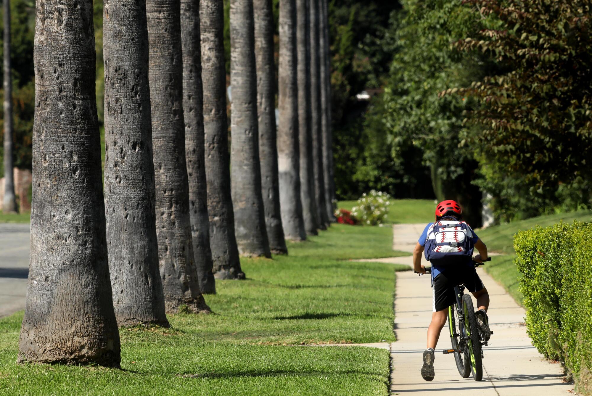 A young boy rides his bike past a row of palm trees.