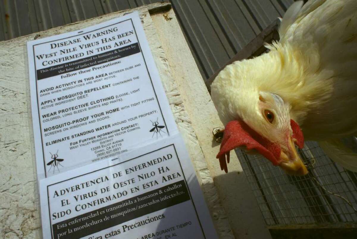 A West Nile virus-infected chicken from a coop placed on a dairy farm in Ontario in 2005. Recent cases of the virus in chicken flocks in San Gabriel Valley have vector control officials "very concerned."