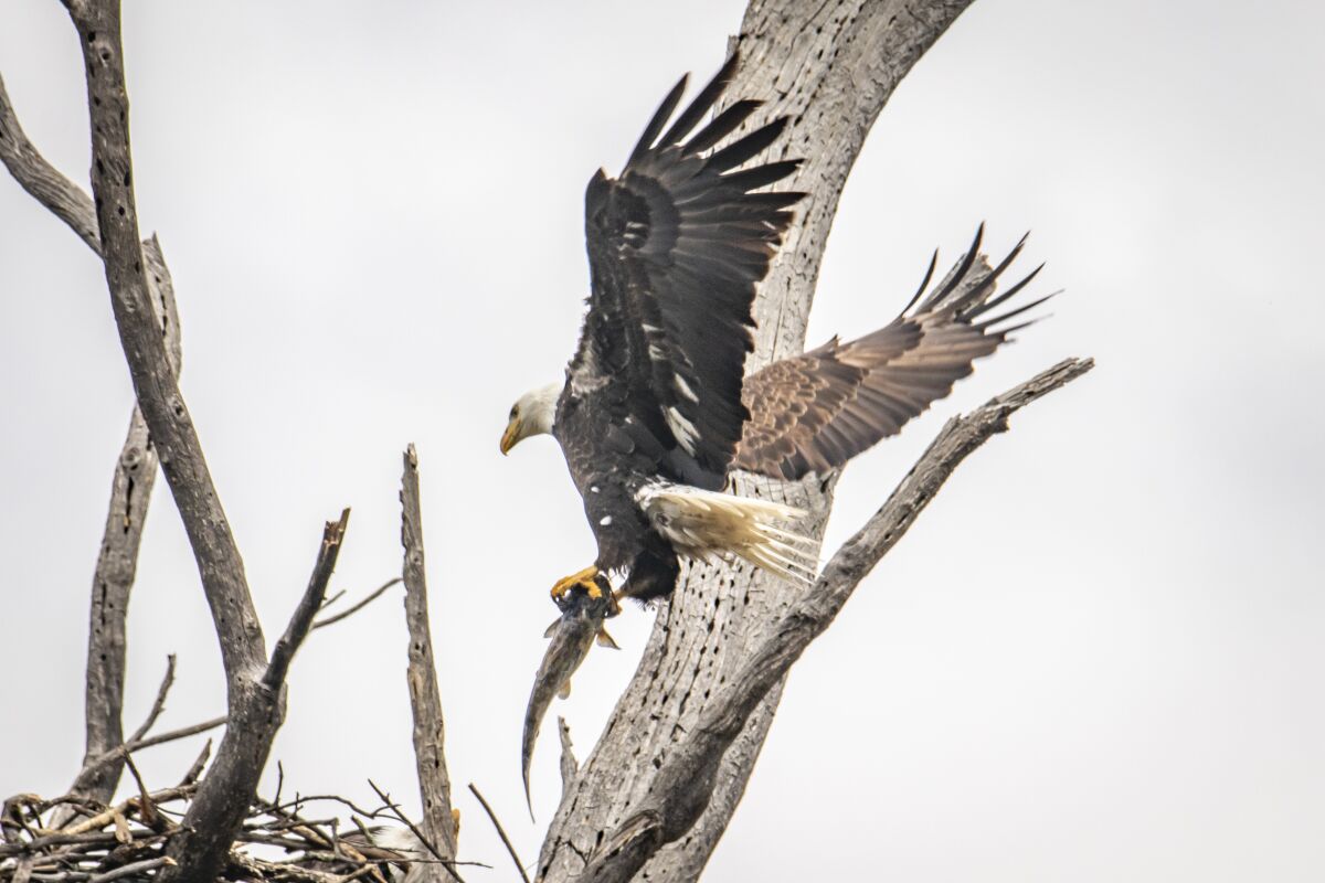A bald eagle brings in a trout to a nesting site.