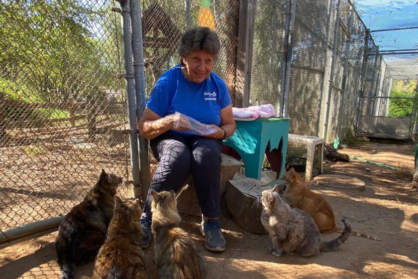 Volunteer Maribel Ramirez is surrounded by some of her charges in the San Nicolas Island cat enclosure.