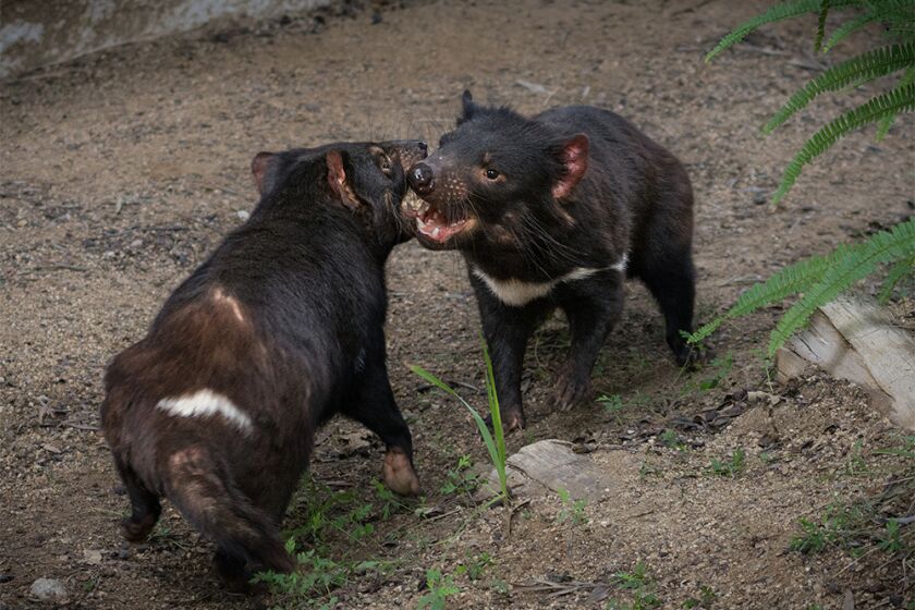 Tasmanian devil brothers at the Los Angeles Zoo.