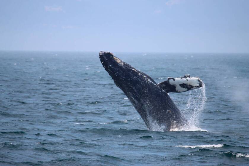Prince of Whales whale watching tours
