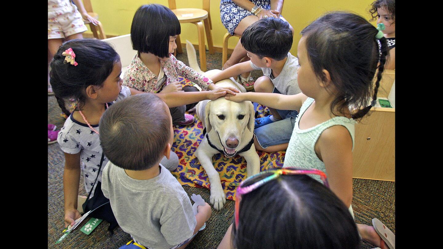 Surrounded by young children, McEnroe, a 7 1/2 year-old yellow labrador is pet from nearly all sides at the Montrose Library in Montrose on Tuesday, July 19, 2016. Every month, the library features a therapy dog for children to read to which helps develop confidence in the young readers.