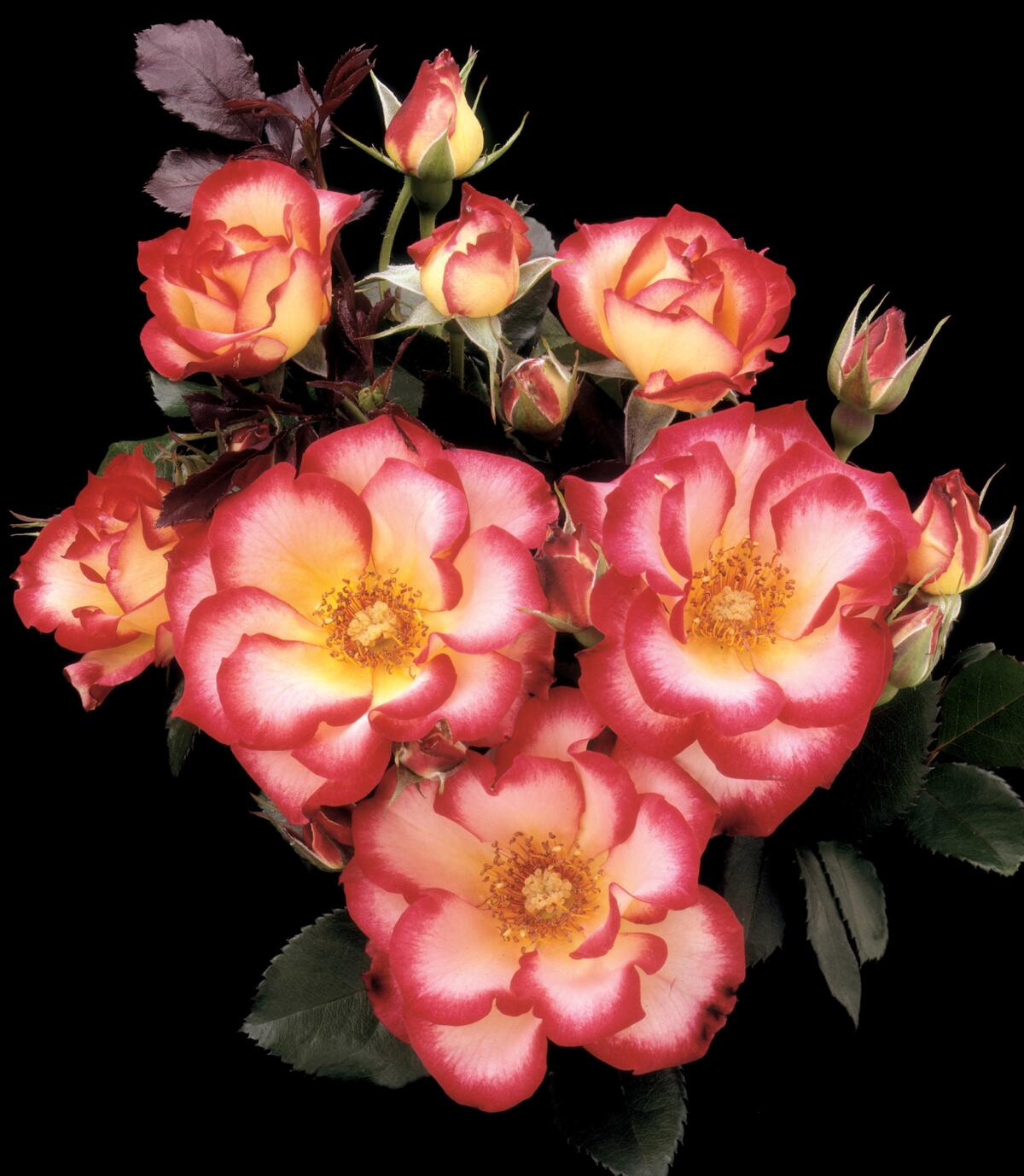 “Betty Boop,” a flower with a yellow and ivory center and petals thickly edged in red, strangely reminiscent of the cartoon character’s giant naughty eyes. (Weeks Roses)