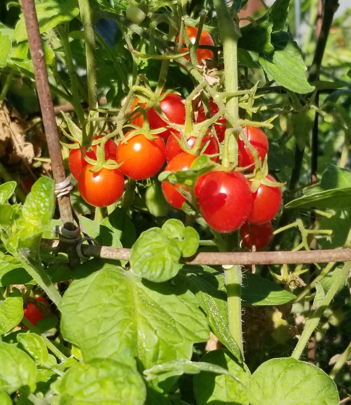 Vine-ripened advice on growing tomatoes - The San Diego Union-Tribune