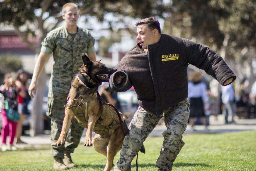 Lance Cpl. Daniel Fenstermacher, with 1st Law Enforcement Battalion, I Marine Expeditionary Force, commands his military working dog Ortis to release the bite gear at Tuna Harbor Park in San Diego, Calif., Oct. 13, 2017 as part of San Diego Fleet Week. The show demonstrated to the public the capabilities of the four-legged professionals in military occupations. (U.S. Marine Corps photo by Lance Cpl. Gabino Perez)