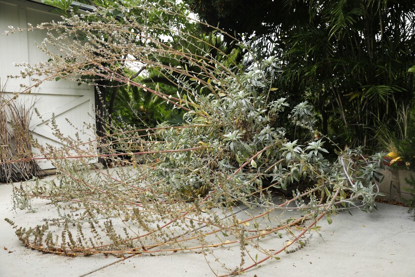 The long arcing canes of white sage 'efflorescence' sprawl across the driveway at Georg Kochi's Koreatown home.