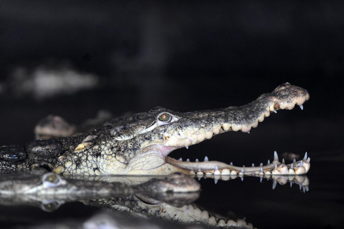 The faces of crocodiles and alligators are covered in bumps more sensitive than human fingertips.