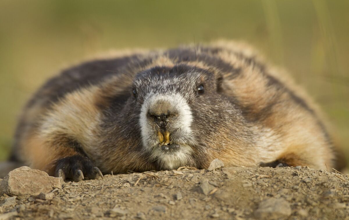 Olympic marmot (Marmota olympus) is unique to the Olympic Penninsula. The bushy-tailed rodent is about the size of a cat and known to be sociable and playful.