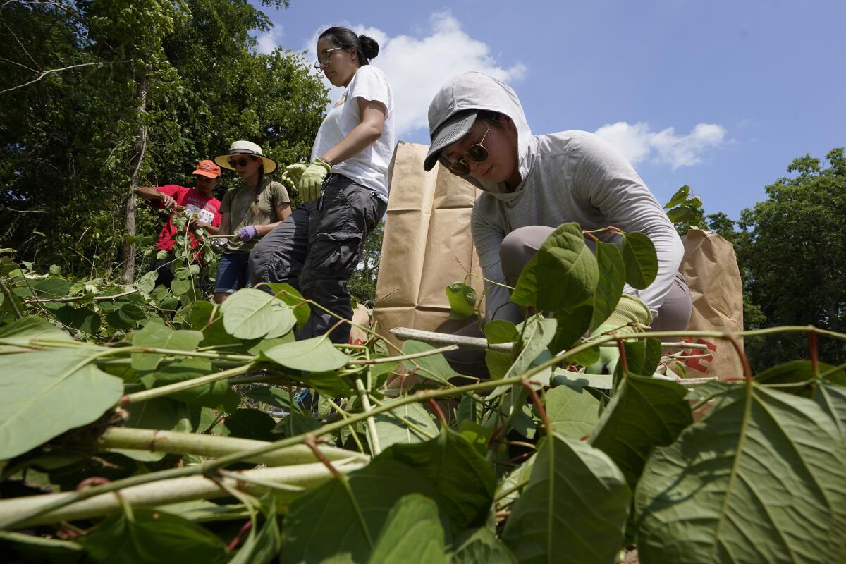People work to remove invasive plant species at the Wampanoag Common Lands project.