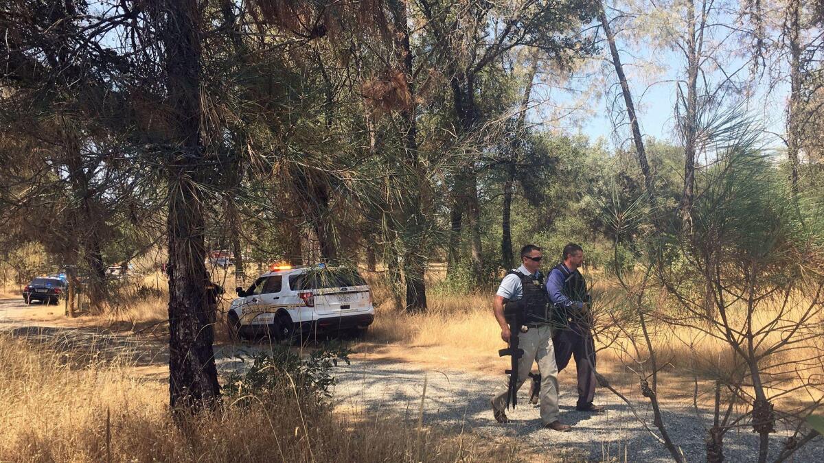 Officers search the area after two Yuba County sheriff's deputies were shot and wounded at a Rastafarian marijuana farm in the small community of Oregon House, Calif., in August.