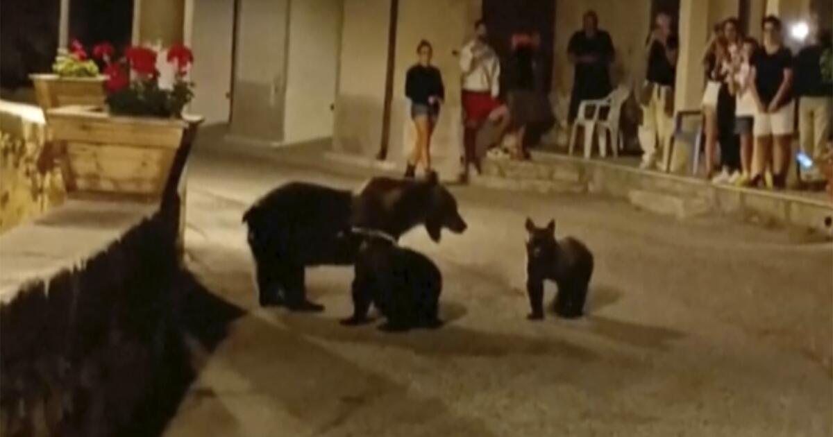 L’uccisione dell’orso bruno suscita indignazione in Italia