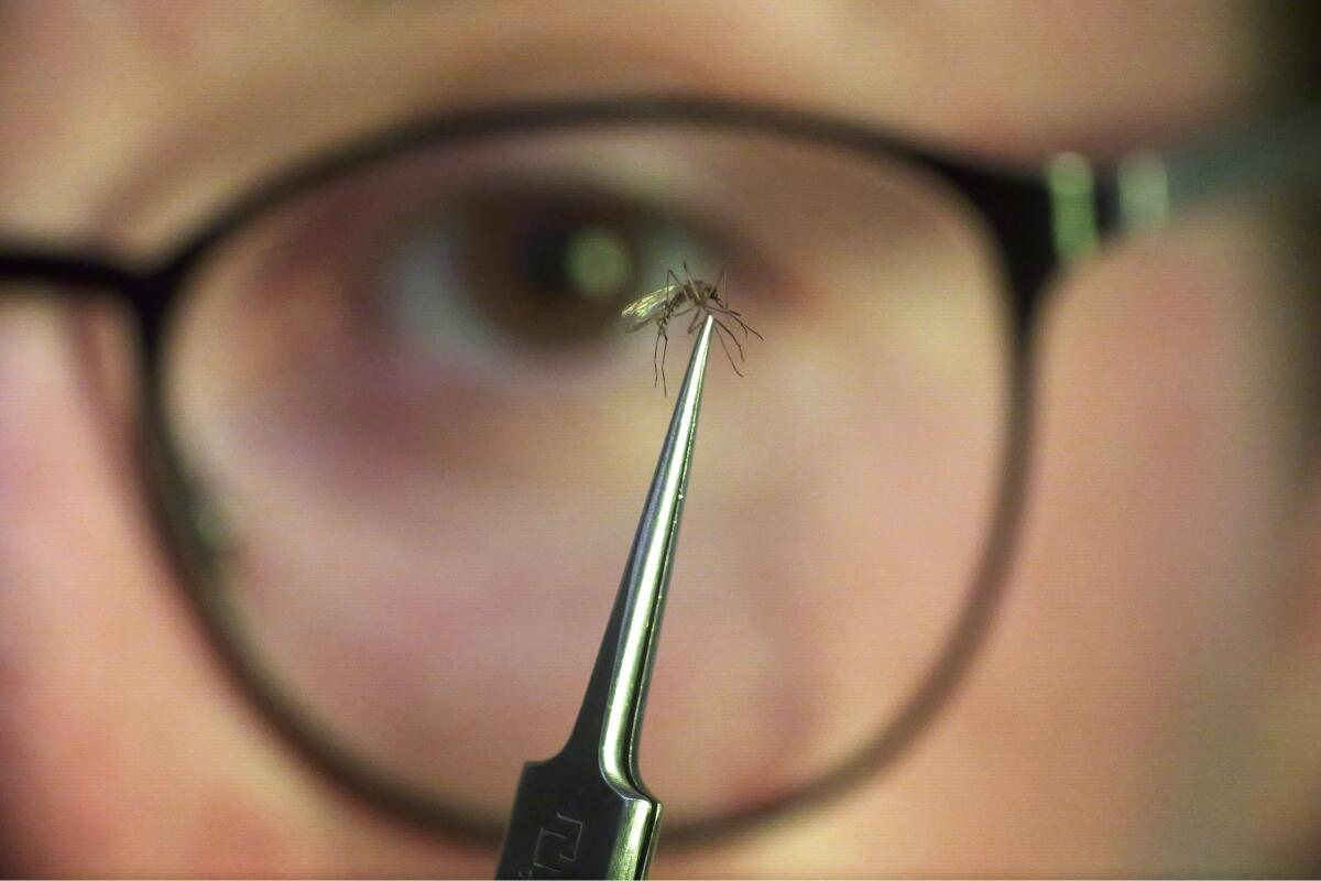 A close-up of a mosquito held in a tweezer with someone's eye in the background.