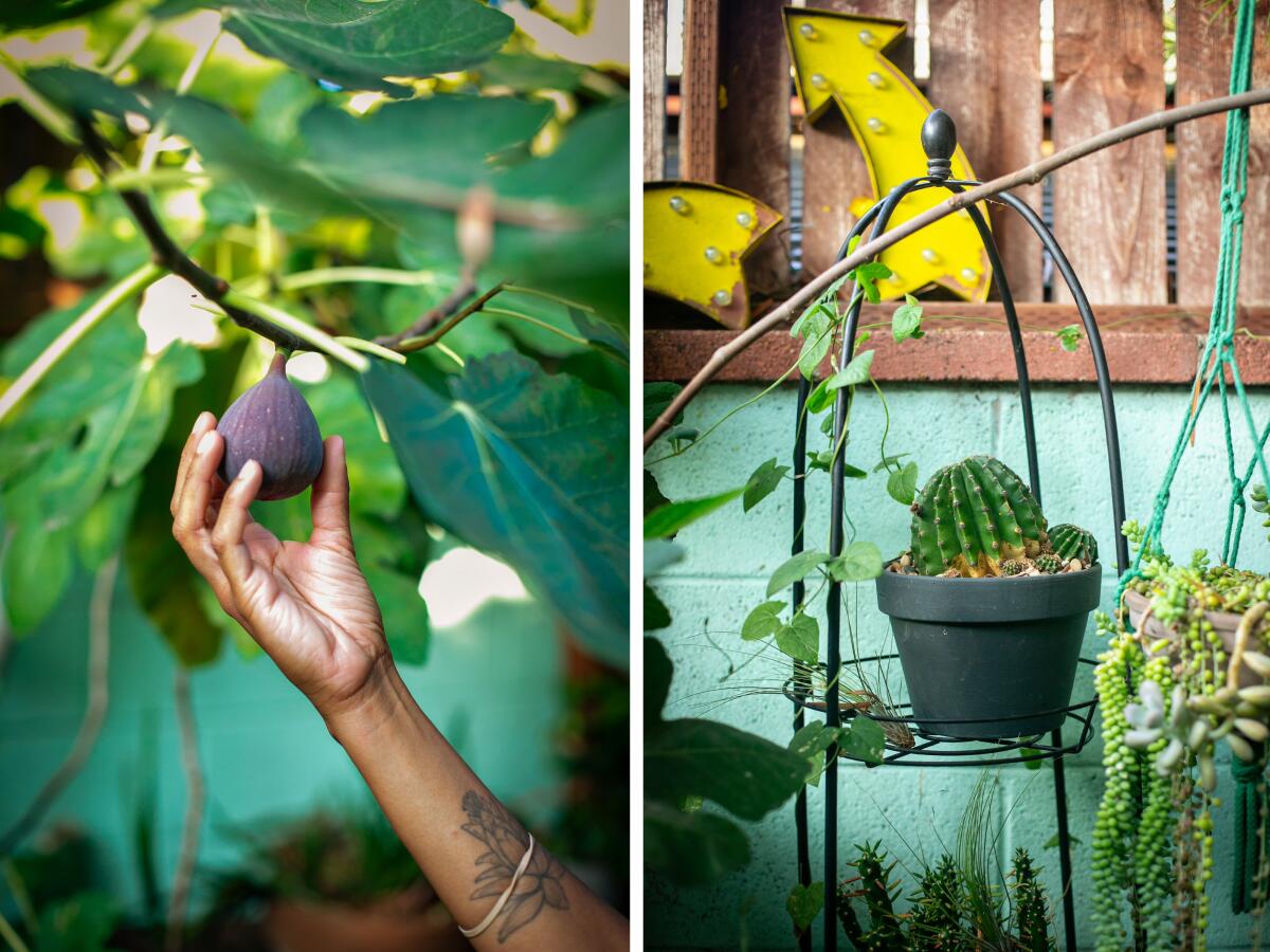 Two photo panels, at left, a hand grips a fig on a tree, at right a potted cactus