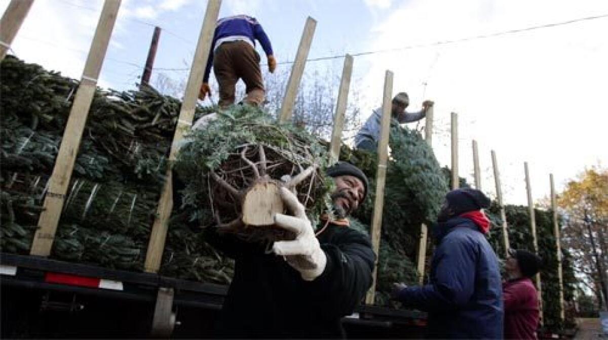 HIRED: Day laborers help unload Christmas trees. The man who selected them said he chose eight black men and two white men out of fairness. I recognize most of these Mexicans out here, he said. And they done worked all this week.