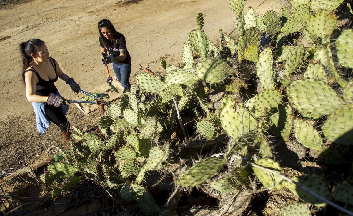 Kathleen Lee, left, and Monica Gadberry participate in a special seed collection event put on by Newport Banning Land Trust to cut prickly pear cactus pads for use on other restoration projects.