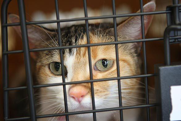 Cat in crate