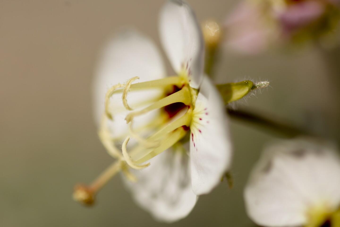 Brown Eyed Primrose (Chylismia claviformis) bloom in the Anza-Borrego Desert State Park.