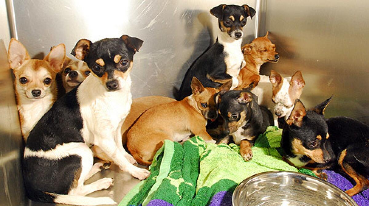 Confiscated dogs found in filthy conditions and removed from an elderly couple's home are photographed in Tucson. Ariz.