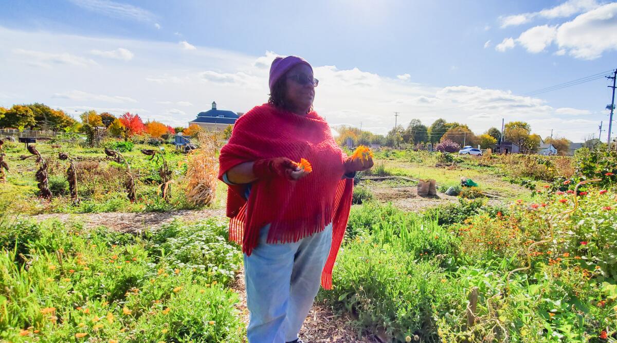 Venice Williams holds freshly clipped calendula blossoms at Alice's Garden.