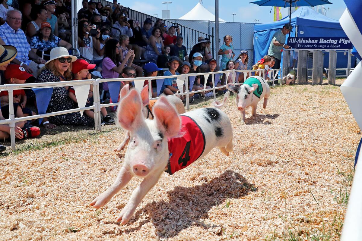 Racing pigs sprint out of the gate during an All-Alaskan Racing Pigs race on Friday.
