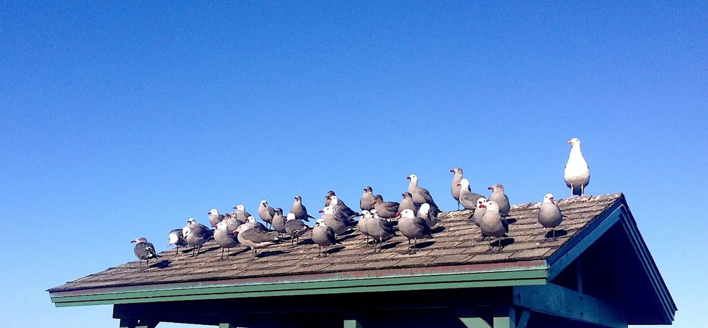 Photo of the Week Seagulls On Roof March 2020-jpg.jpg