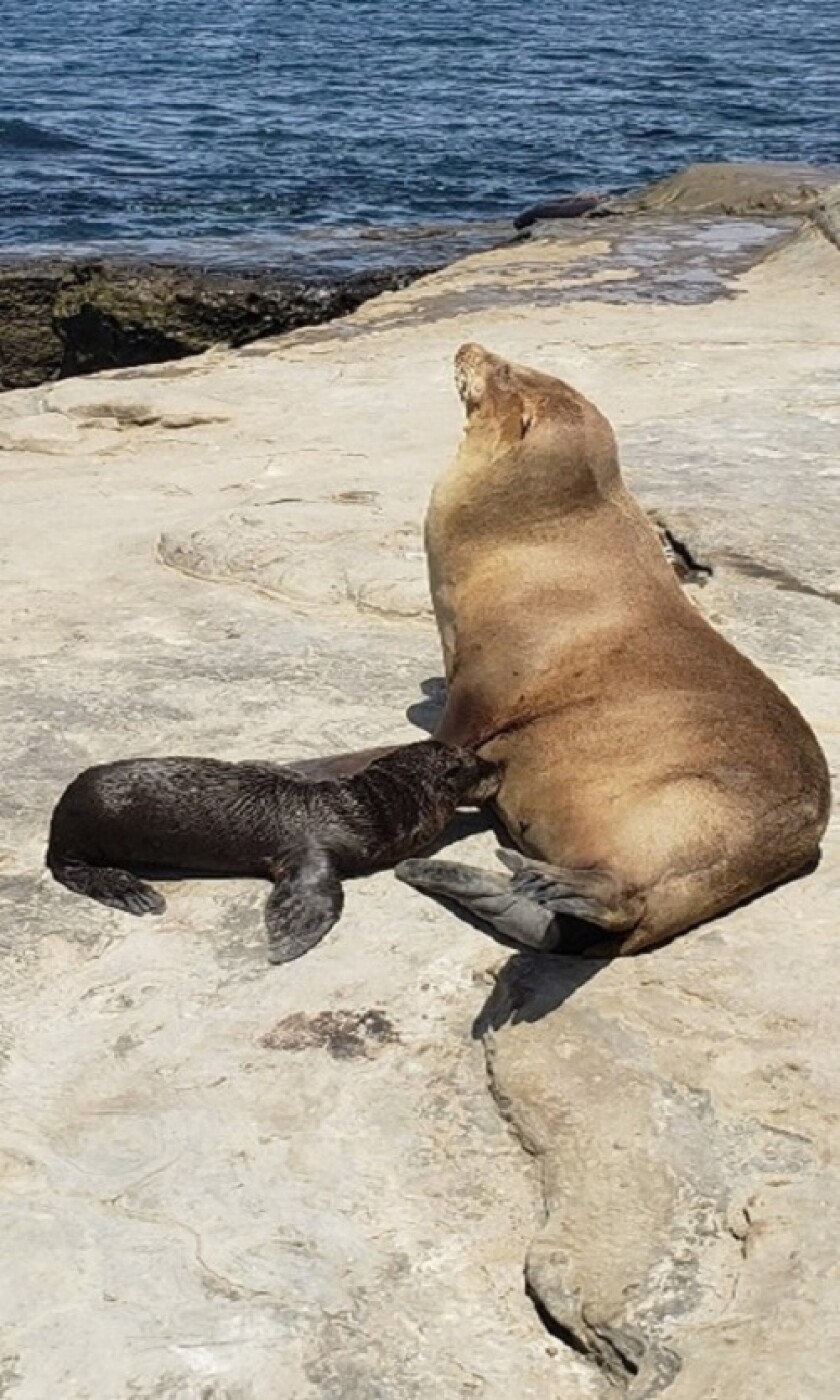 A sea lion pup nurses in La Jolla.
